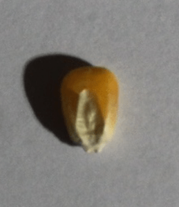 corn_kernel