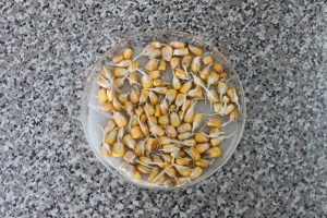 Malted_corn